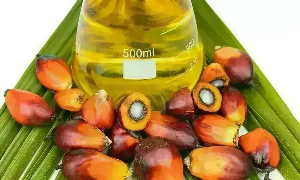 Palm oil plantation under sunny skies suggesting weather risk