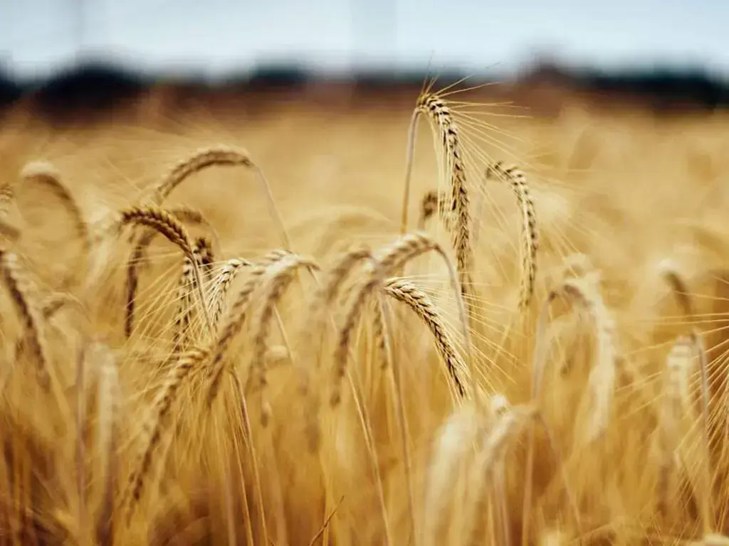 CBOT grain futures trading screens