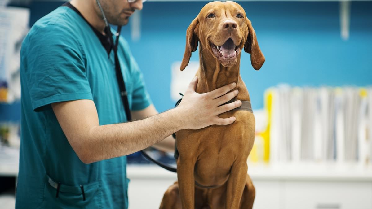 Image of recalled dog supplements