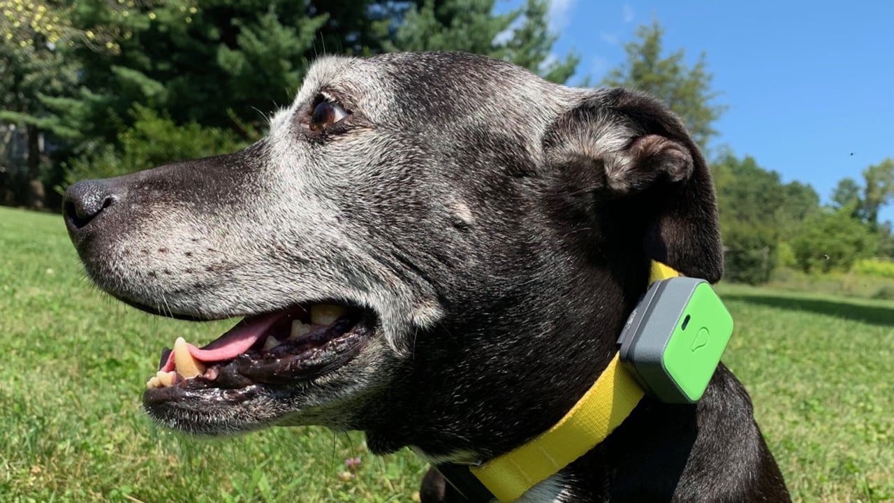 GPS dog collars roundup illustration