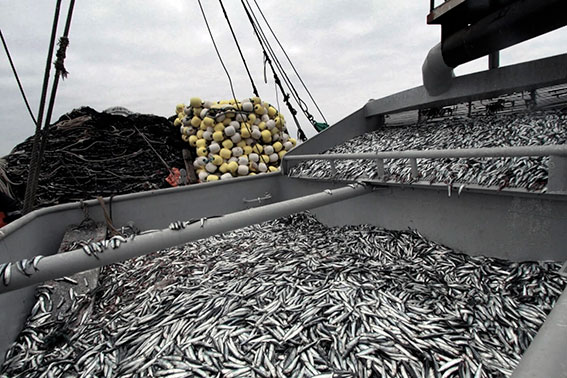 Peruvian anchoveta fishing fleet