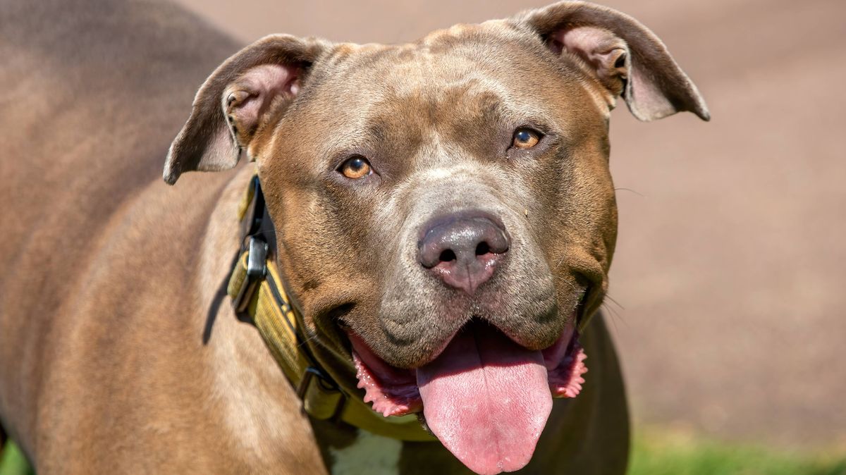 New XL Bully and banned dog breeds law from November 1
