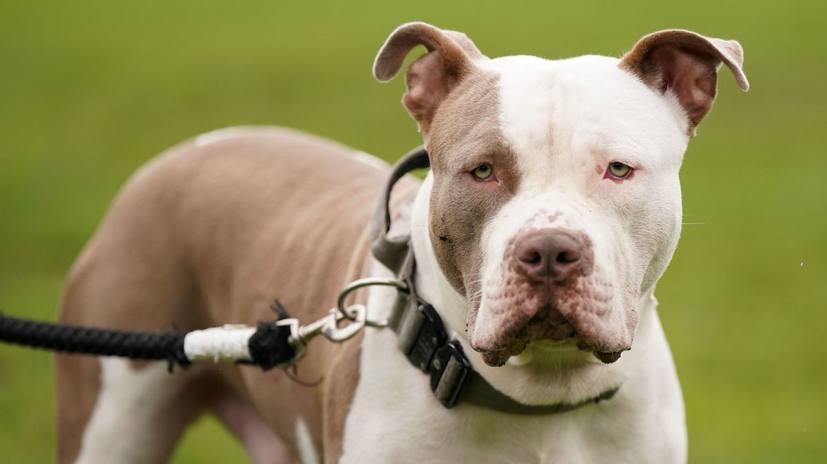 XL Bully dog illustration