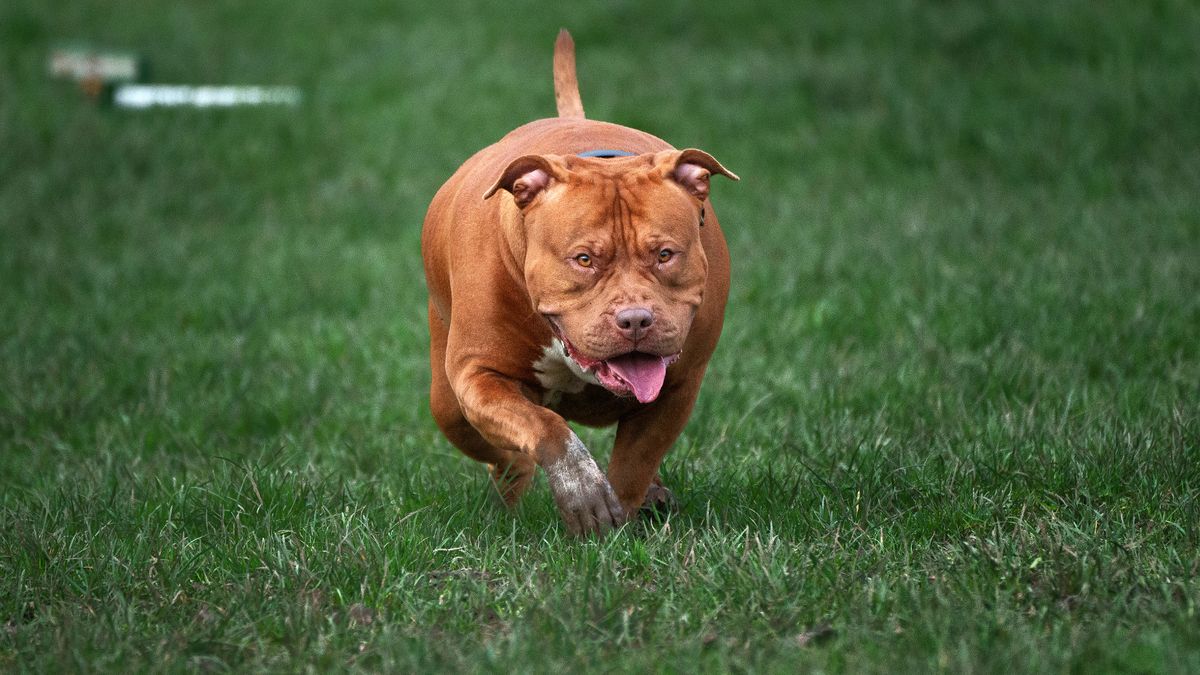XL Bully dogs being walked on private land after the ban