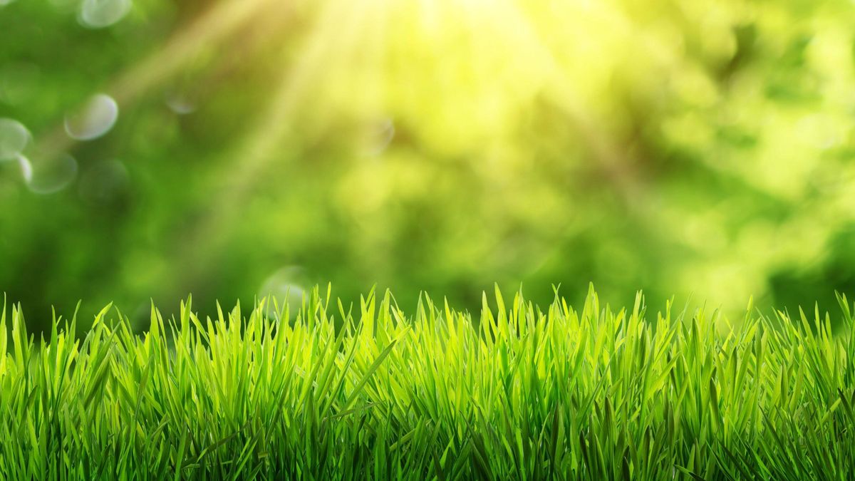 Fresh green grass in early spring with sunbeams — a healthy lawn starts with May care