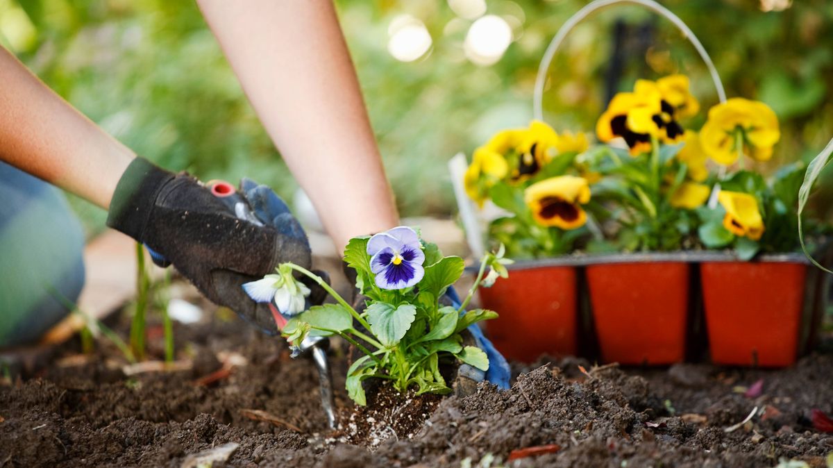Hands planting flowers in garden soil