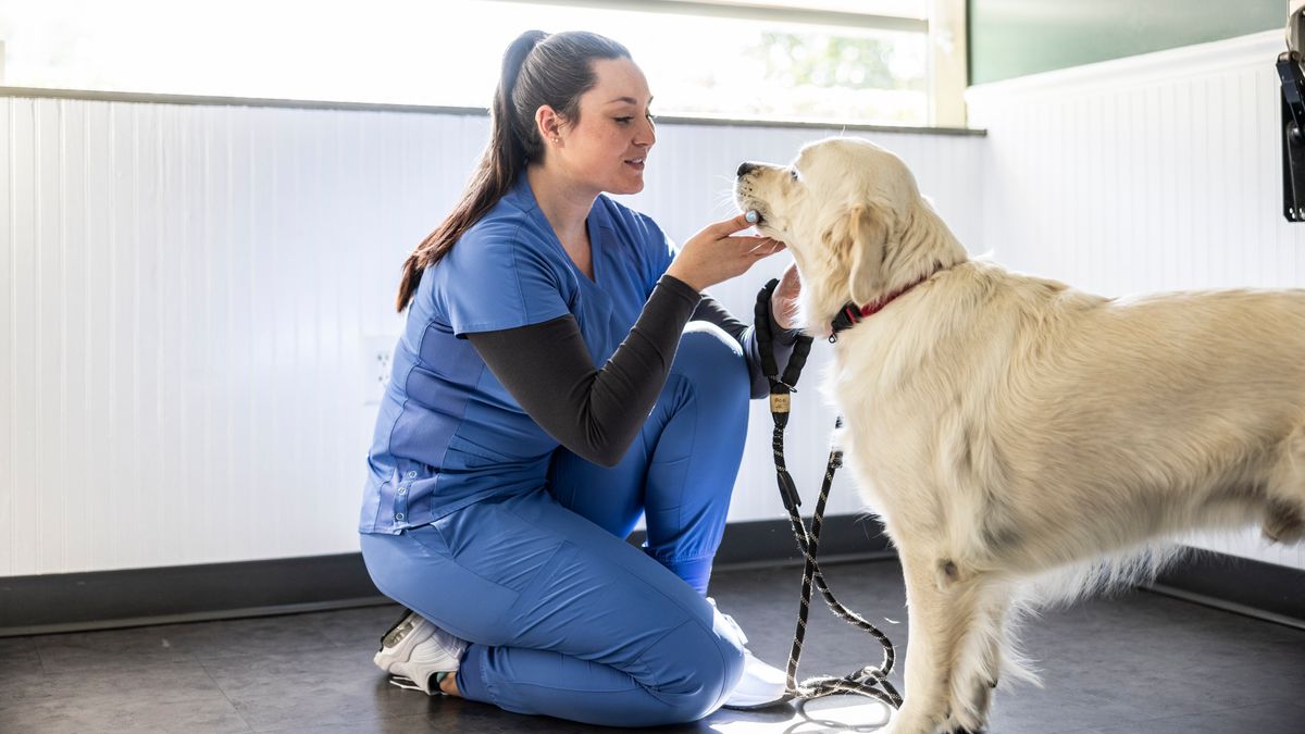 Getty image of a vet examining a dog, illustrating the new UK rule changes