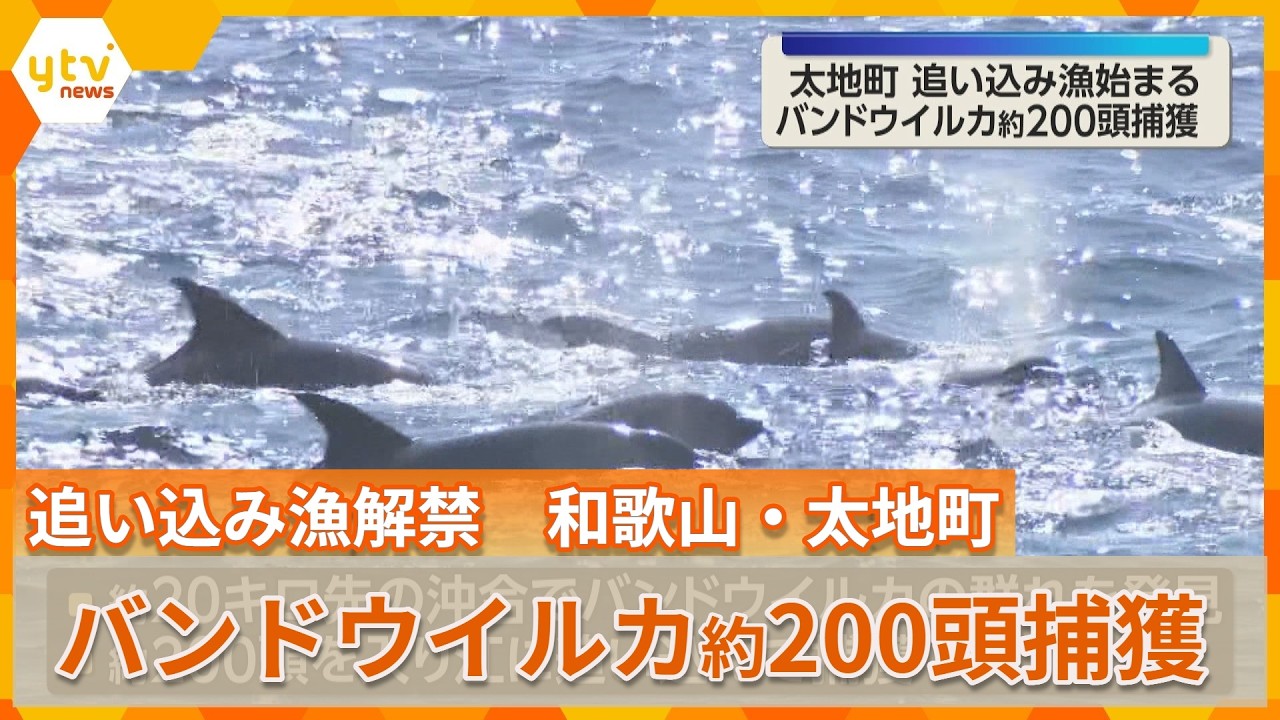 Dolphins being herded during the Taiji drive hunt