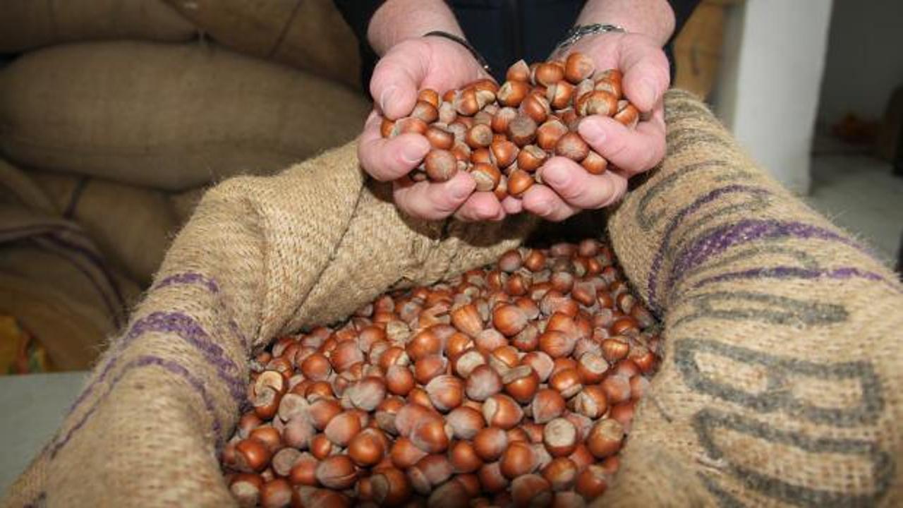 Hazelnut producer facing market pressures