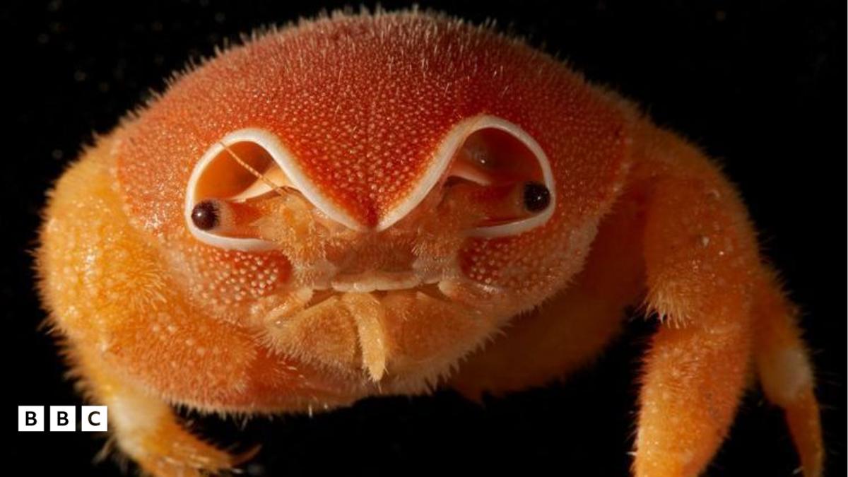BBC Newsround on five animals discovered in 2026