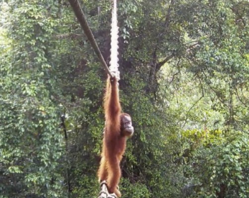 Image related to orangutan genetic diversity recovery