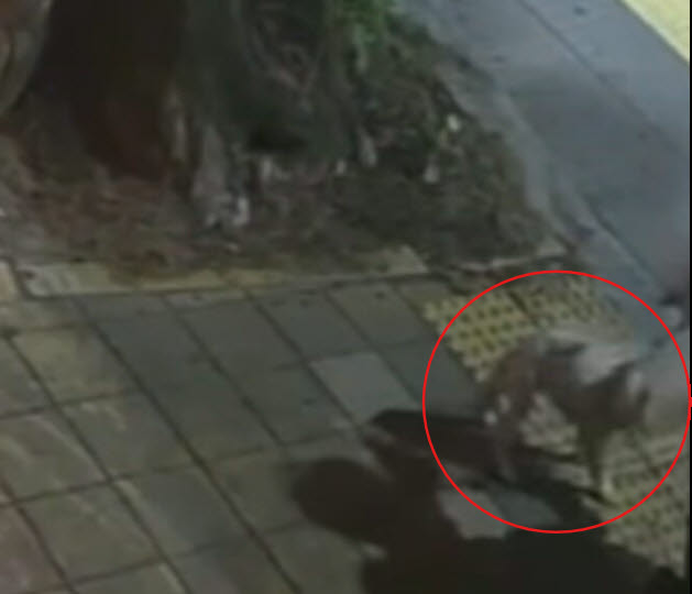 Photo related to the animal abuse case report