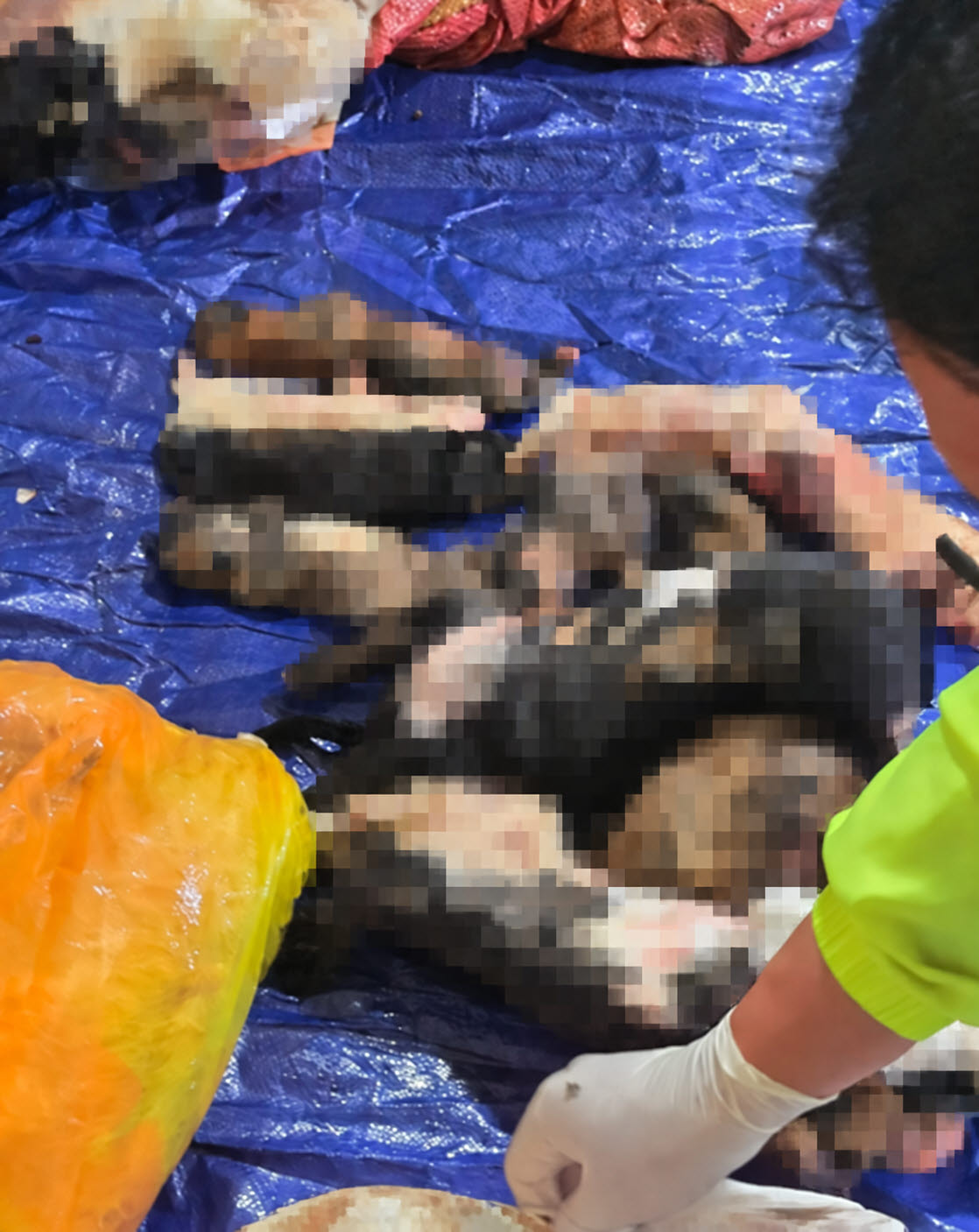 Image related to poor management of animal protection center