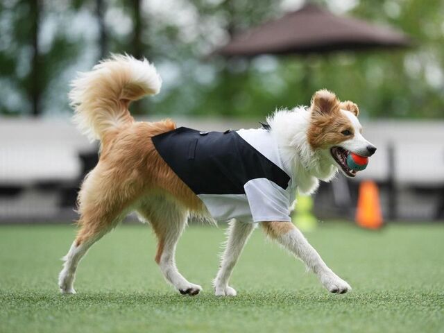 Image of pet product discount events for Family Month