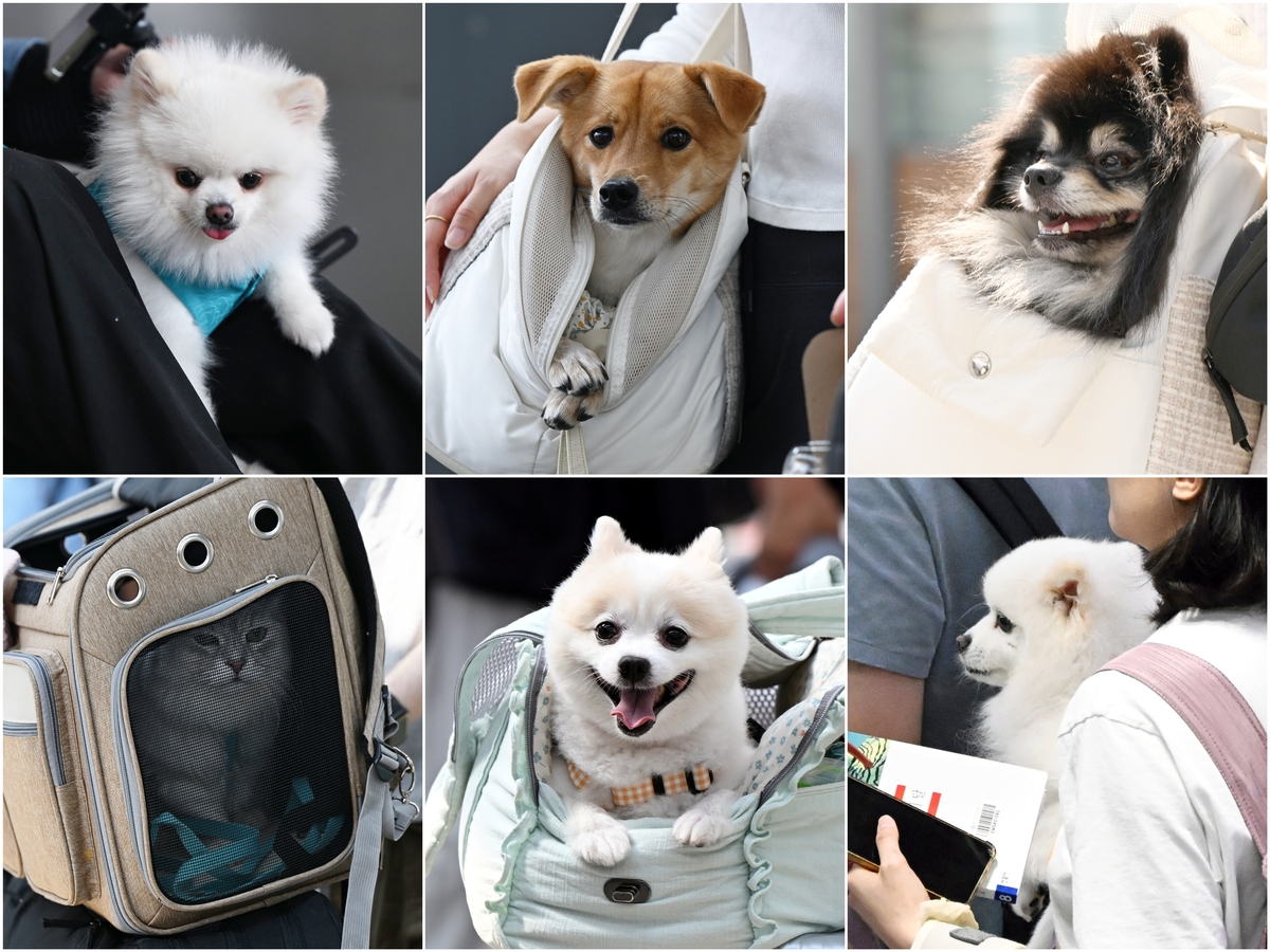Owners and pets boarding KTX during Chuseok