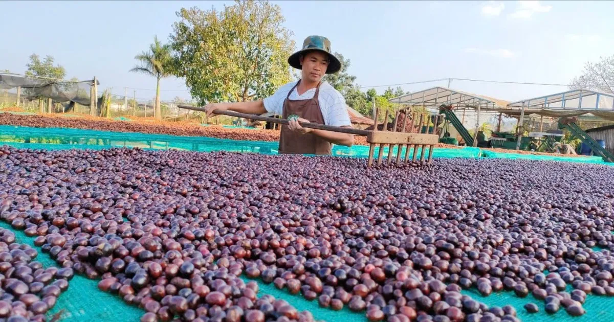Vietnam coffee exports data graphic
