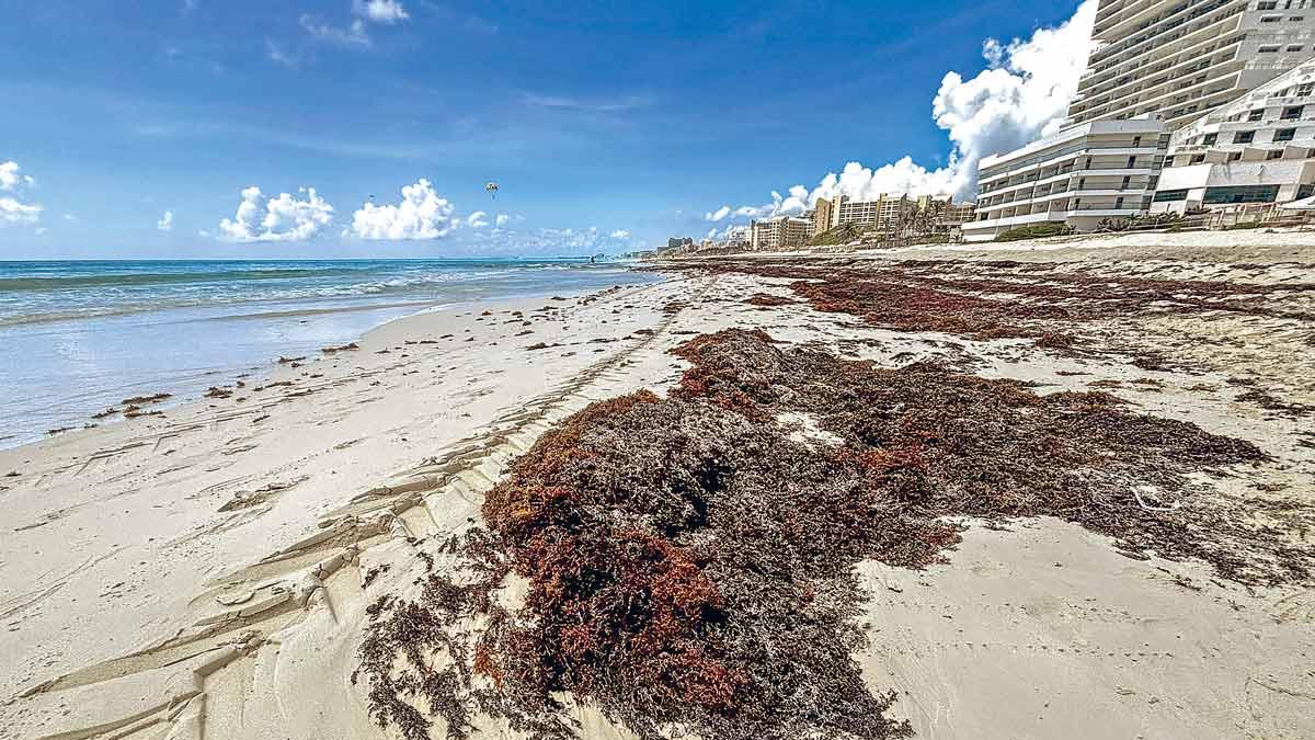 Cancún sargassum collection