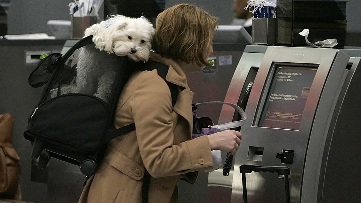 Dog and cat in airplane cabin with passenger