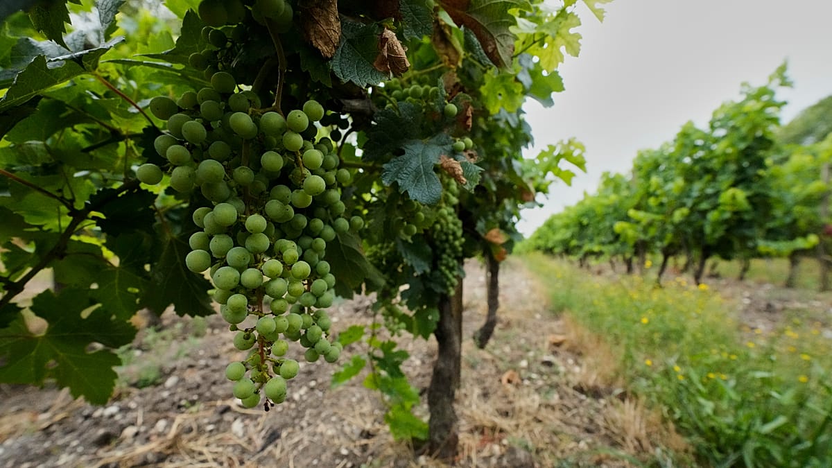 Euronews feature image on cognac producers hit by trade wars
