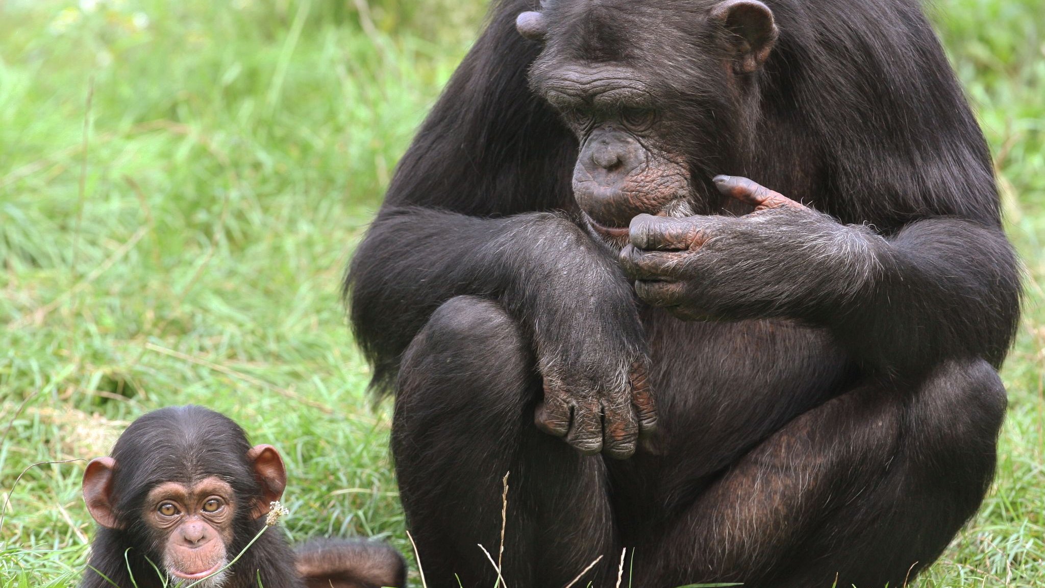 Young chimpanzees learn ant-fishing tool use from their mothers
