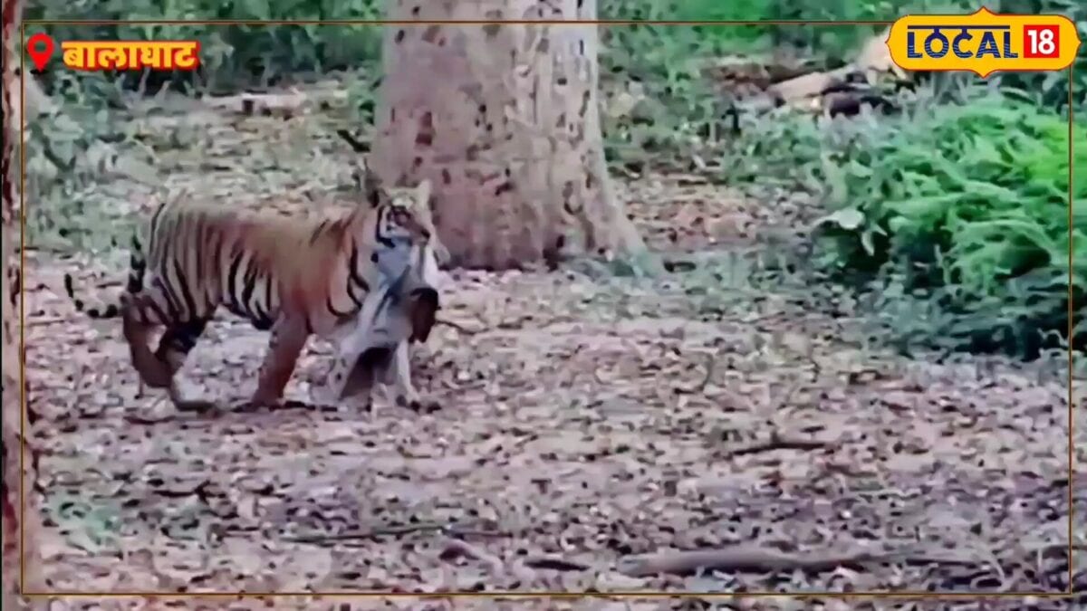 Tiger deaths due to Canine Distemper Virus in Balaghat