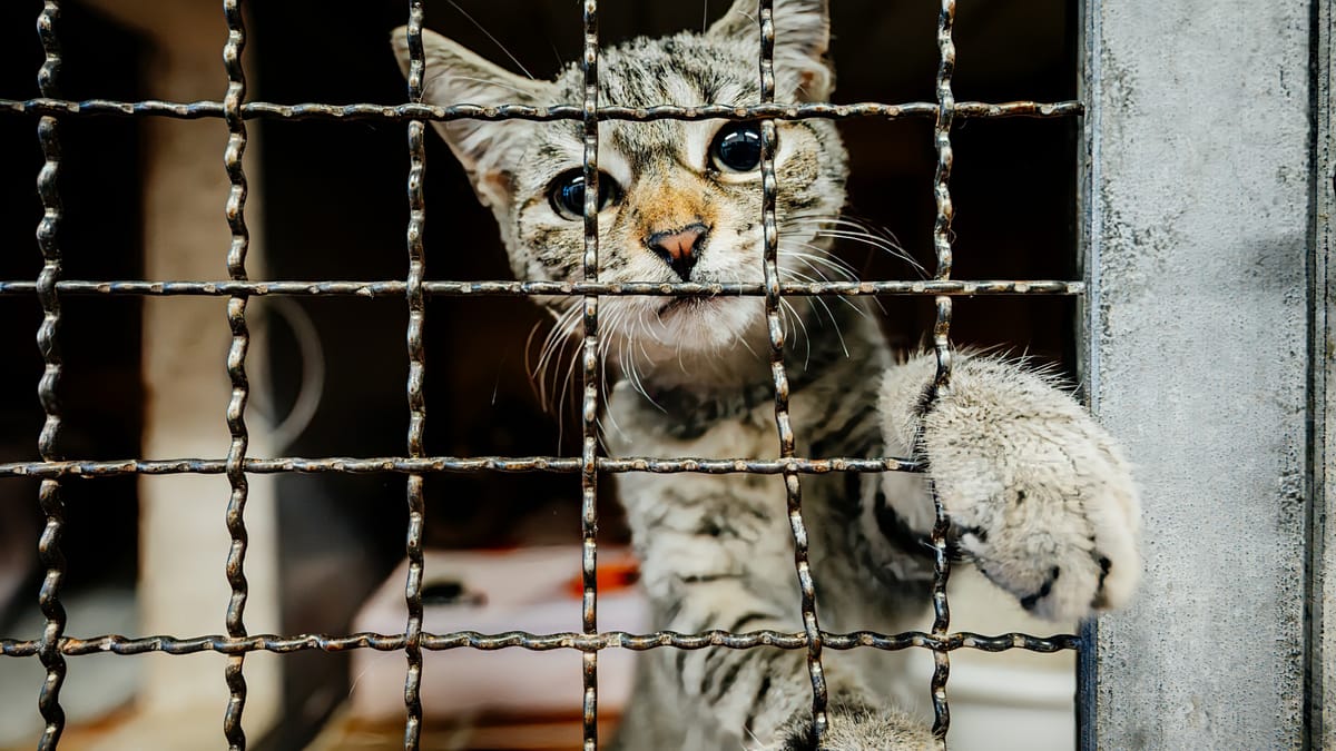 Overcrowded cat housing at Düsseldorf's Tierheim
