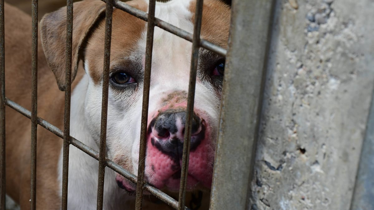 Overcrowded kennel conditions in German shelter during capacity crisis