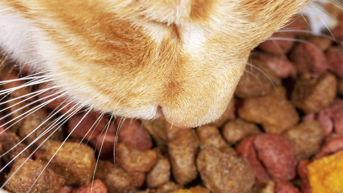 Aldi cat food recall notice