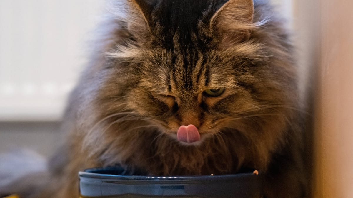Siberian cat eating from a bowl, illustrating Fressnapf recall