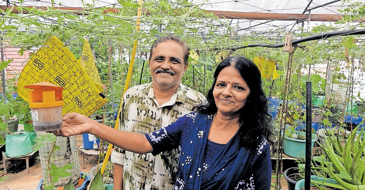 Urban terrace organic farm in Kerala