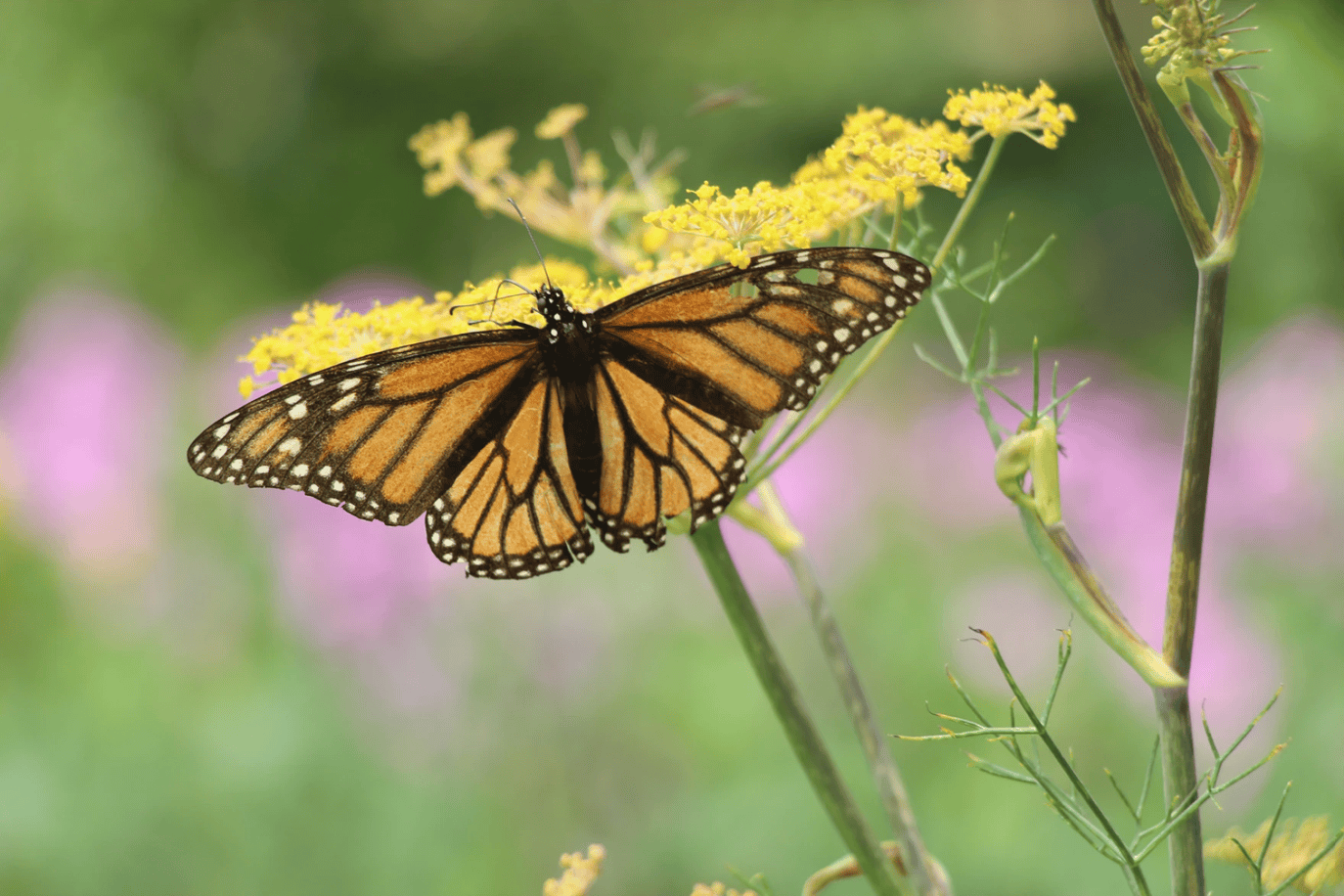 Monarch butterfly at a rest stop along the migration corridor