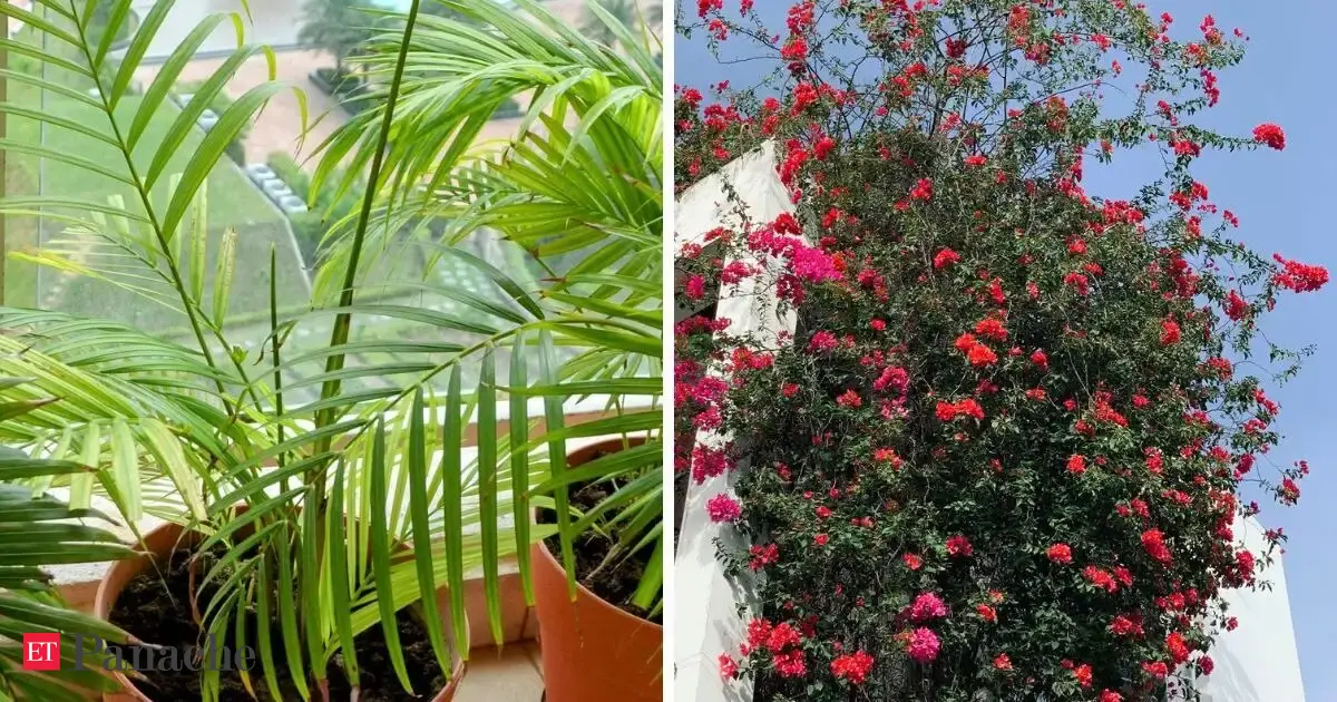 Balcony Privacy Plants