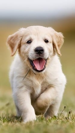 Article image regarding veterinary medical disputes