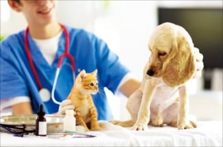 Chinese Pet Insurance Market Opening