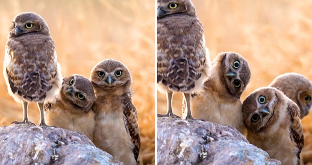 Image of the study on burrowing owl chick head-bobbing