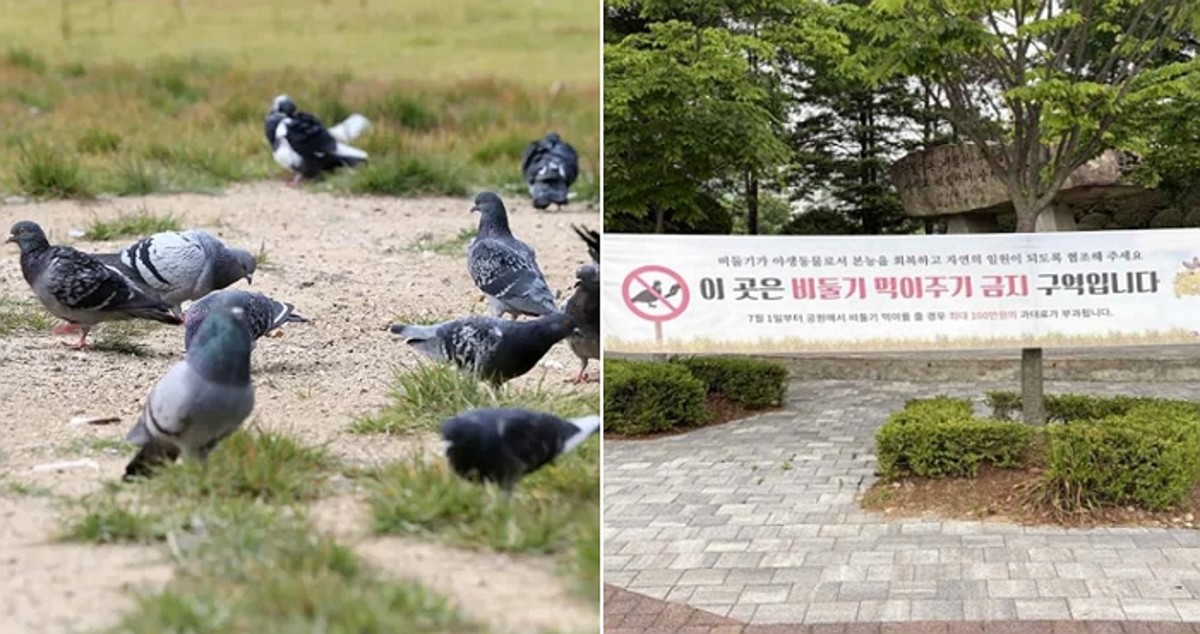 Pigeon Feeding Crackdown