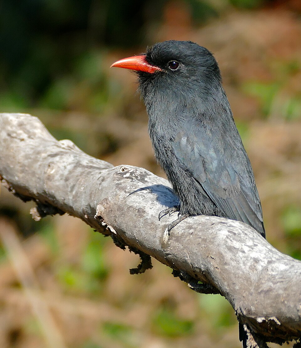 Image of the tropical bird alarm system study