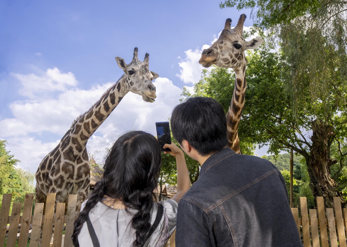 Korean Theme Park Events
