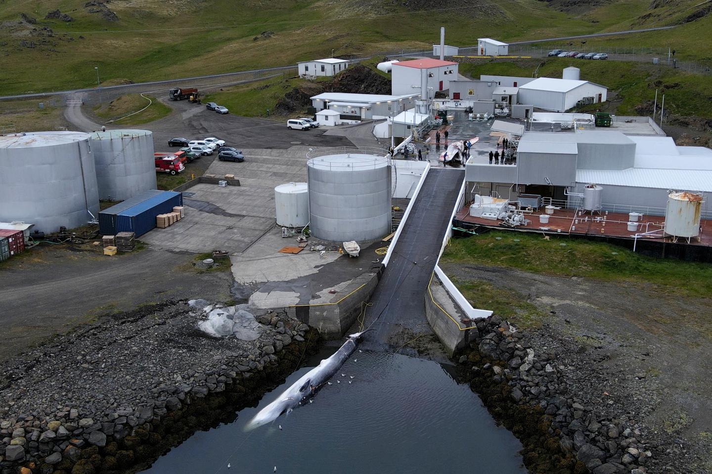 Icelandic whaling vessel