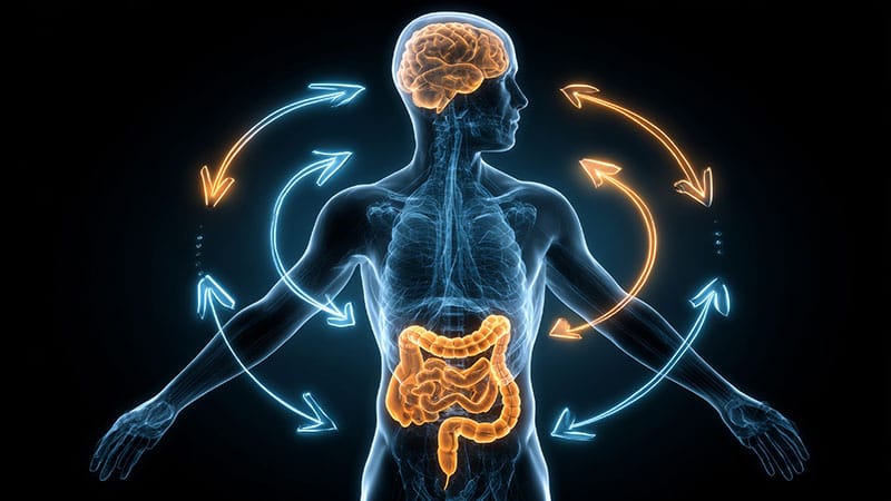Image related to IBS and gut-brain axis brain changes