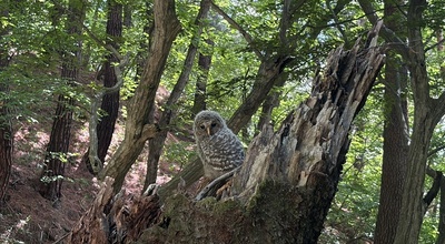 Owl breeding site confirmed in Palgongsan National Park