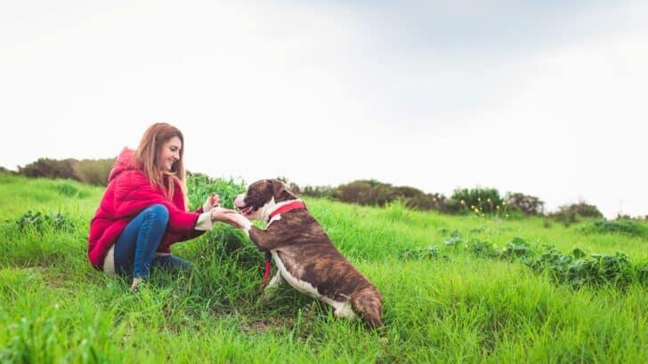 Illustration representing best pet-friendly vacation destinations