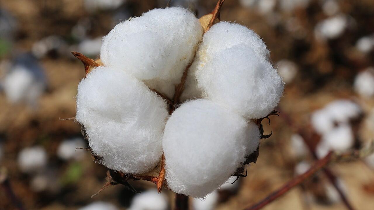 Mechanized cotton harvesting is becoming more prevalent in Uzbekistan