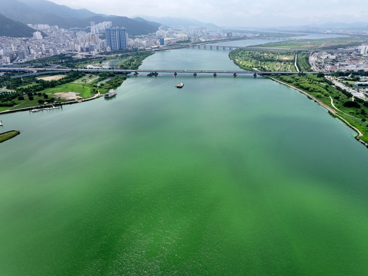 Nakdong River Algae Bloom Status