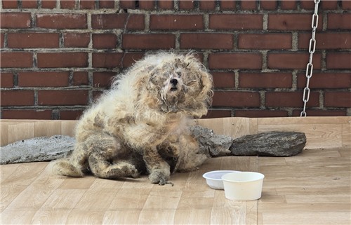 Article image related to pet abandonment and strengthening adoption accountability