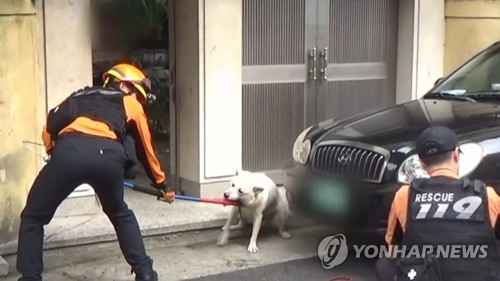 Image related to pet safety incidents and government audit