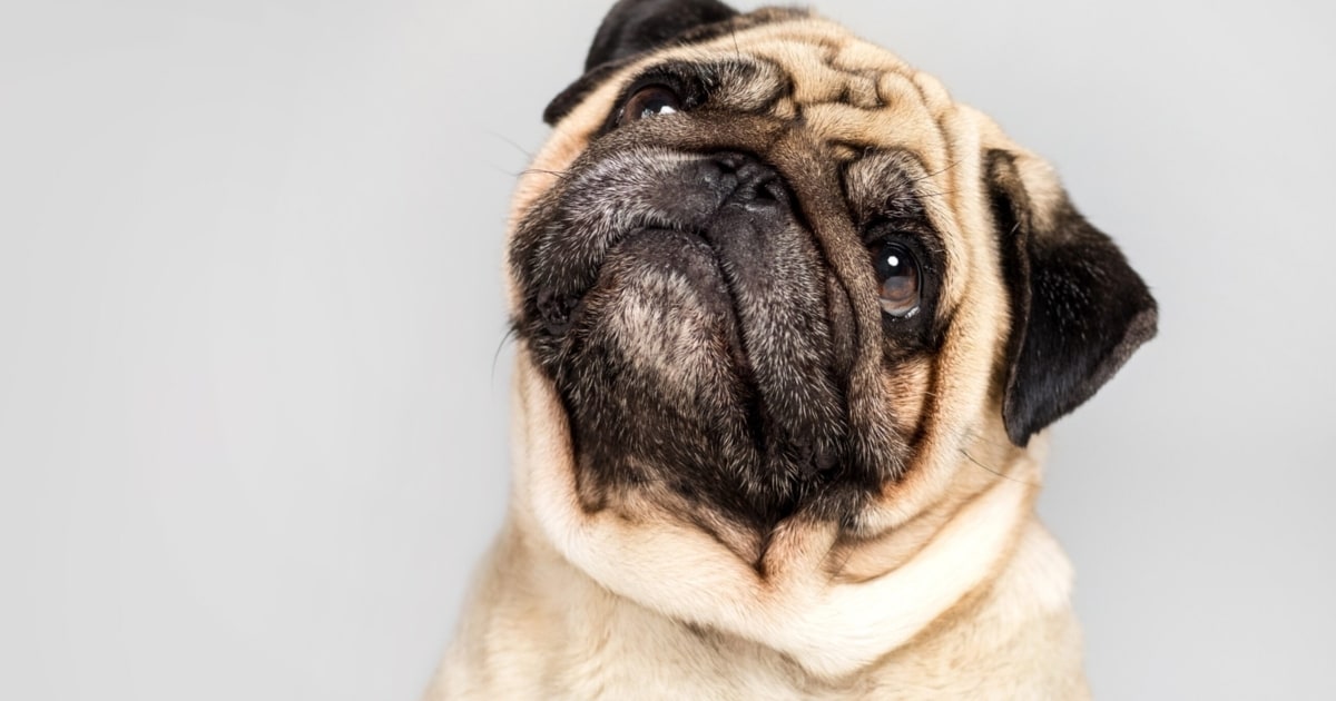 World Dog Show controversy over flat-faced breeds