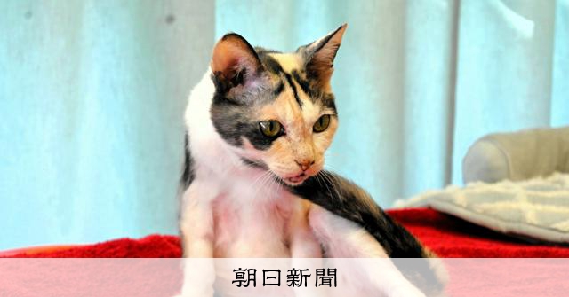 Mike-chan, the three-legged calico cat