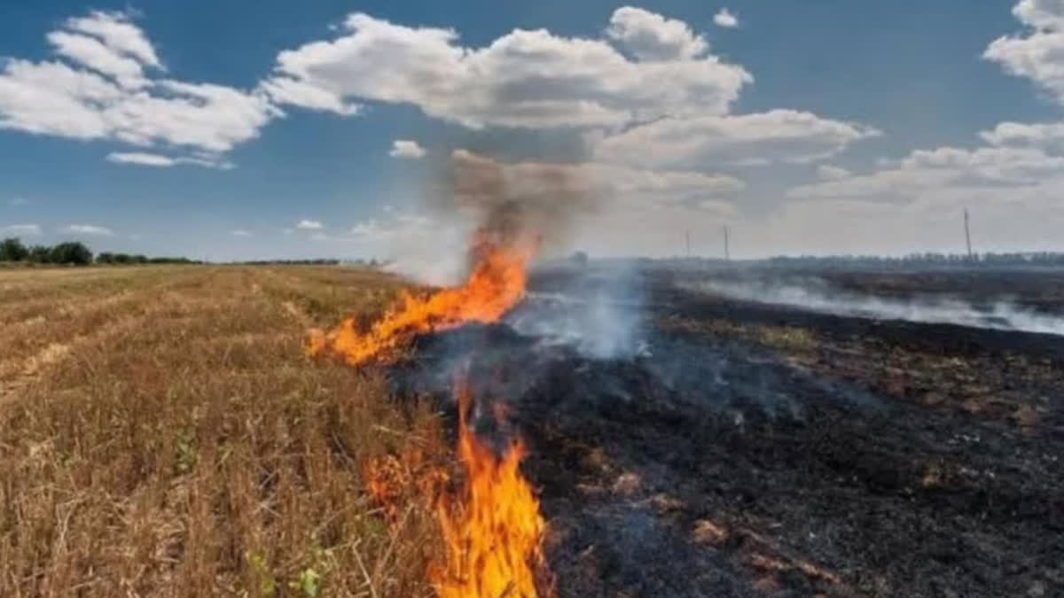 Punjabi news coverage of stubble-burning penalties