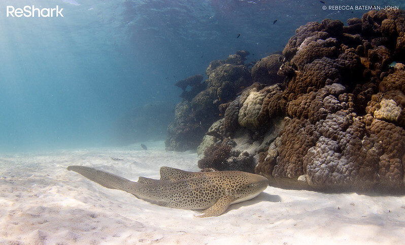Illustration of marine rewilding concepts